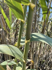 Arundo donax