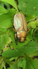 Pelidnota virescens