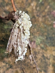 Akanthomyces tuberculatus