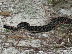Sistrurus miliarius barbouri