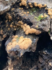 Sphaerosporium lignatile