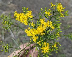 Euthamia caroliniana