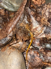 Eurycea bislineata