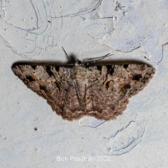 Psilalcis conspicuata