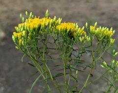 Euthamia caroliniana