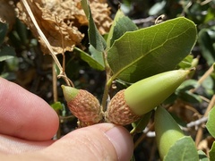 Quercus berberidifolia