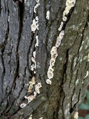 Chondrostereum purpureum