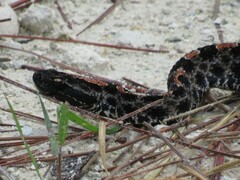 Sistrurus miliarius barbouri