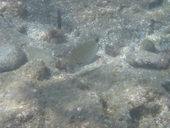 Diplodus sargus