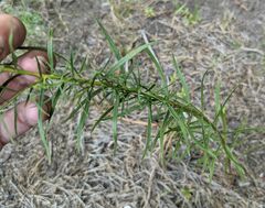 Euthamia caroliniana