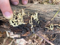 Artomyces pyxidatus