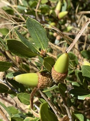 Quercus berberidifolia