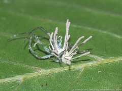 Gibellula
