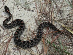 Sistrurus miliarius barbouri