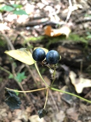 Caulophyllum thalictroides