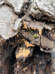 Sphaerosporium lignatile