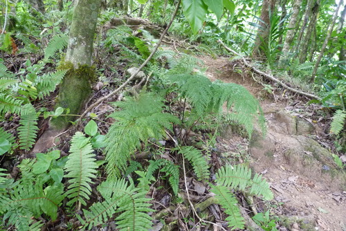 Asplenium gibberosum observed 2015-07-29