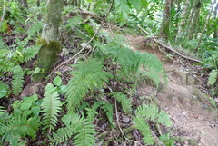 Asplenium gibberosum