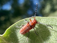 Tetraopes femoratus