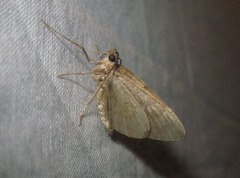 Operophtera brumata