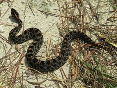 Sistrurus miliarius barbouri