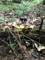 Caulophyllum thalictroides