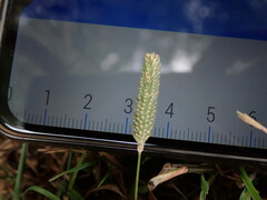 Phleum bertolonii