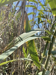 Arundo donax