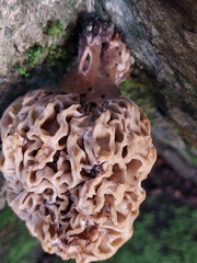 Wynnea sparassoides