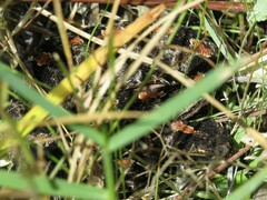 Sistrurus miliarius barbouri