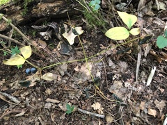 Caulophyllum thalictroides