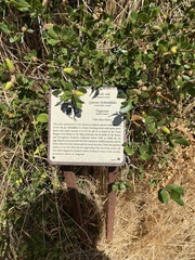 Quercus berberidifolia