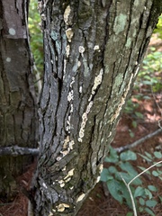 Chondrostereum purpureum