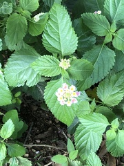 Lantana × strigocamara