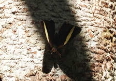 Colobura dirce dirce