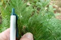 Asplenium gibberosum