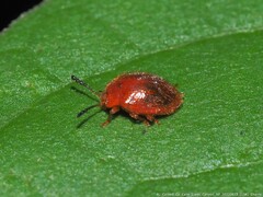 Stenotarsus blatchleyi