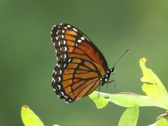 Limenitis archippus floridensis