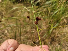Rhynchospora capitellata