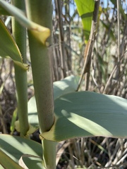 Arundo donax