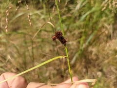 Rhynchospora capitellata