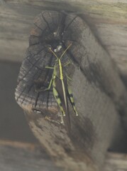 Schistocerca obscura