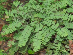 Adiantum pedatum