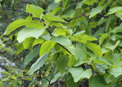 Catalpa