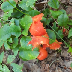 Hygrocybe coccinea