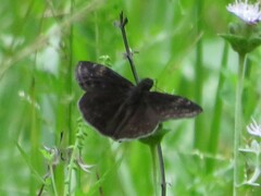 Erynnis zarucco