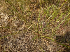 Rhynchospora capitellata