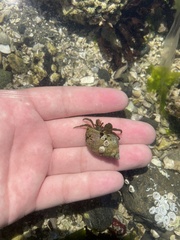 Pagurus granosimanus