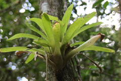 Tillandsioideae