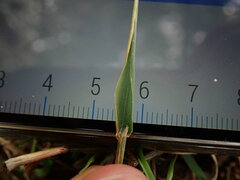 Phleum bertolonii